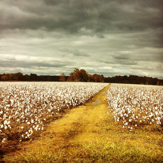 Creative activity ideas with printables and worksheets for teaching ROLL OF THUNDER HEAR MY CRY by Mildred D. Taylor