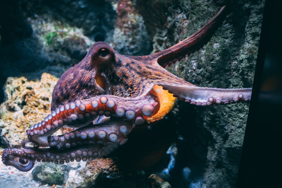 Describe a mystery creature! A creative writing activity for teaching ISLAND OF THE BLUE DOLPHINS by Scott O'Dell - from LitWits Workshops