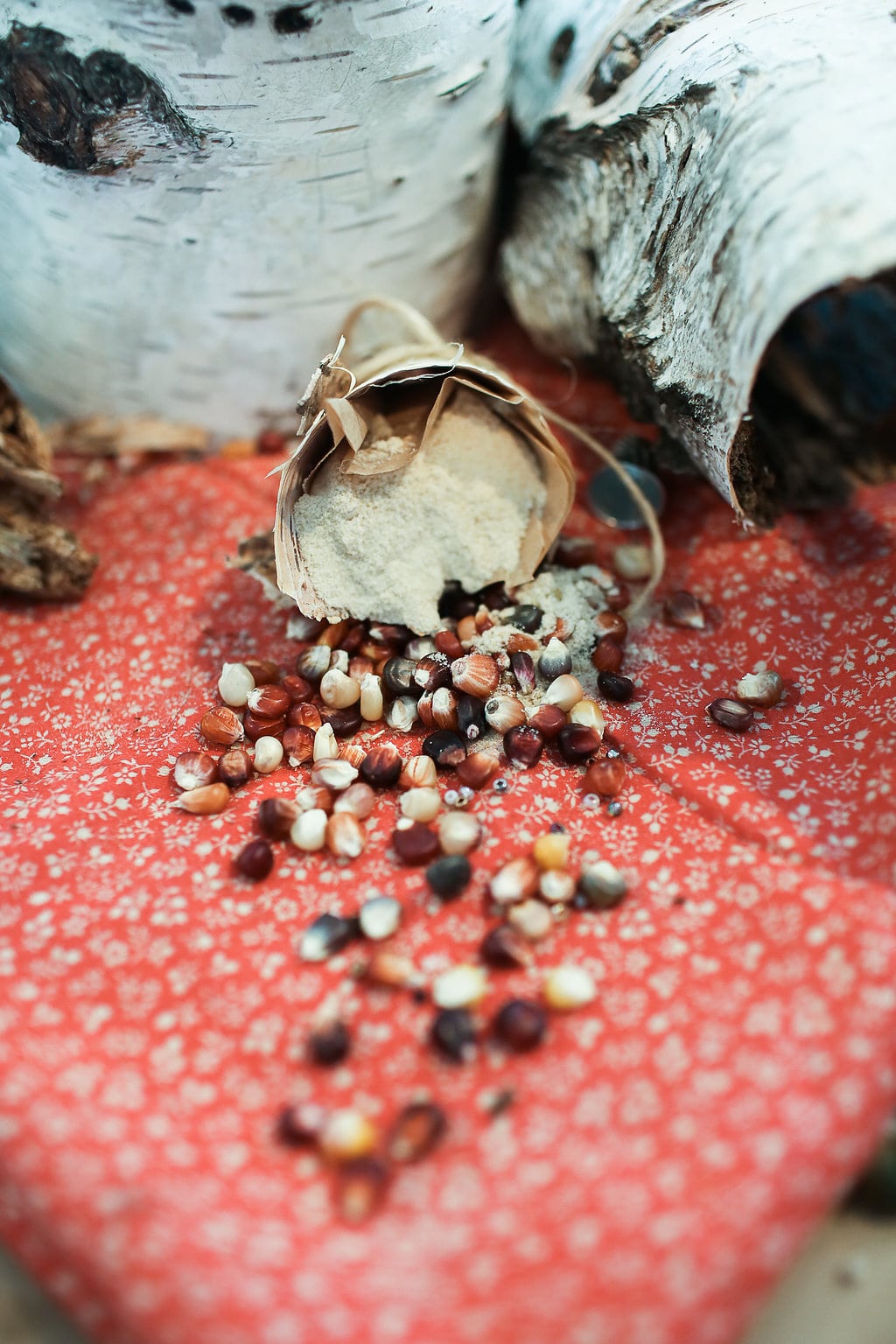 Indian corn seeds, calico, and raw maple sugar -  - a story prop idea for teaching THE BIRCHBARK HOUSE by Louise Erdrich