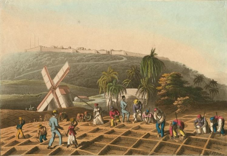 Enslaved people working on a Barbados plantation